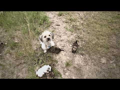 desperate mother dog, unwilling to accept her puppy’s death, carried her to people, hoping for help.