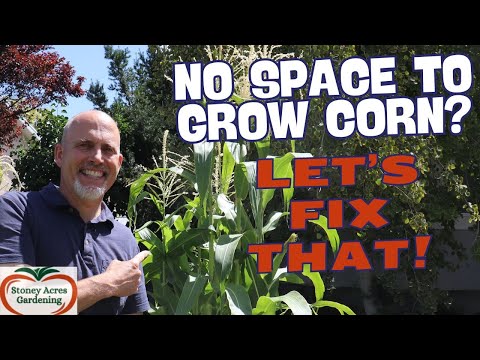 Growing Corn In Small Gardens - The Hill Method