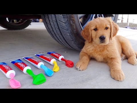 Crushing Crunchy & Soft Things by Car! Puppy Experiment: Car vs Coca Cola & Balloons