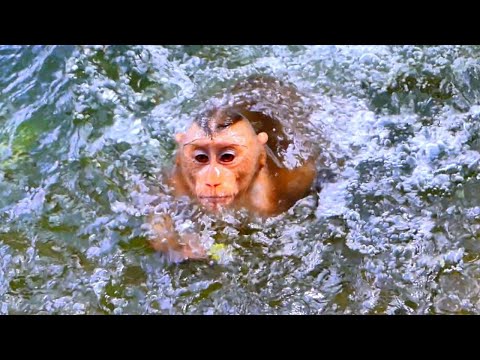 Winter Season../// Tiny Monkey LEO is having fun bathing in the ancient lake.