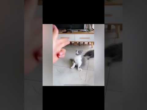 Best Funny Cat Videos#shorts