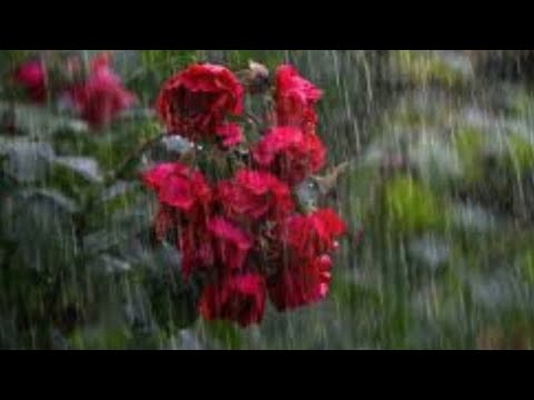 ഒട്ടും പ്രദീക്ഷിക്കാതെ വന്ന അതിഥി 🌧️☔️🌬️🌧️🌧️തൃപൃതി ആയി ഗുയ്സ്‌ 🥰☺️☺️😘😘🥰🥰