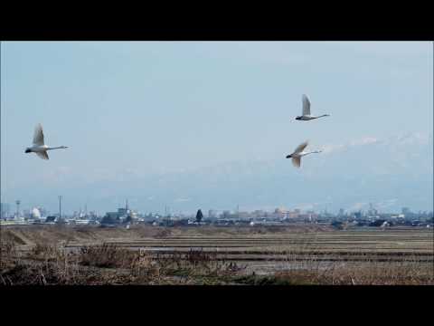 白鳥　山田川　2019 1 30