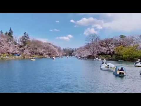 【2020年】吉祥寺・井の頭公園の桜やお花見状況・満開の桜が綺麗