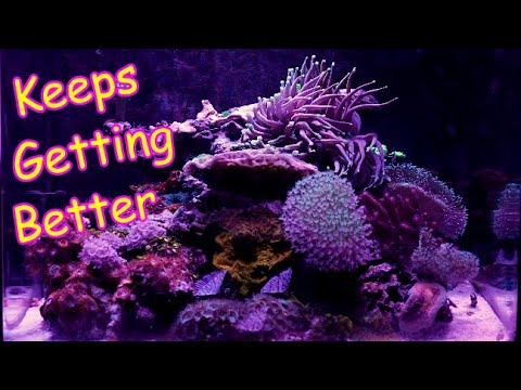 24g Nano Reef Update This Tank Keeps Getting Better