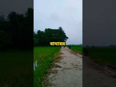 বাদাবন- সুন্দরবন😍😍#badaban#sundarban#nature#ricefield#shorts#youtubeshort#short