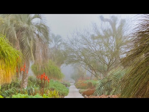 Walking the Desert Garden During an Early Morning Fog in Winter (4K)