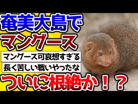 【2ch動物スレ】【朗報】環境省が奄美大島でマングースの根絶を宣言する！→予定？本当に根絶したの？【なんj】 #生き物 #2ch