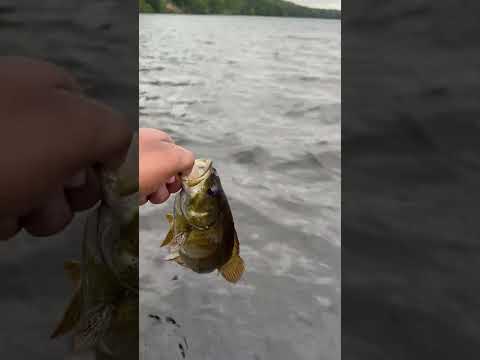 Little Smallmouth Bass Making a Splash on the Release#bassfishing #finessefishing #Shorts