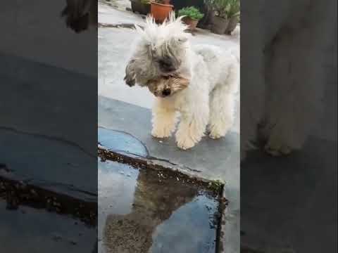 Puppy #puppy #cutepuppy #viralvideo #shortvideo #ytshorts #dog #viralshorts #shortsvideo #puppies