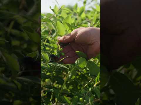 How Haskap Berries, also called Honeyberries Grow and Ripen