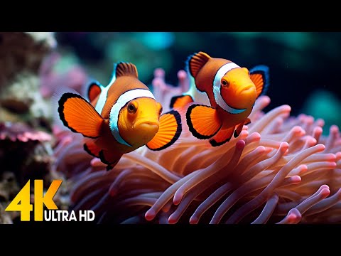 Aquarium 4K VIDEO ULTRA HD - Tropical Fish, Coral Reef, Jellyfish-Relaxing Sleep Meditation Music #1