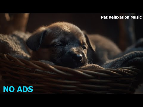 🐶Relaxing Music For Your Best Friend, MUSIC for dogs 💛 Relaxing Music To Calm Pets