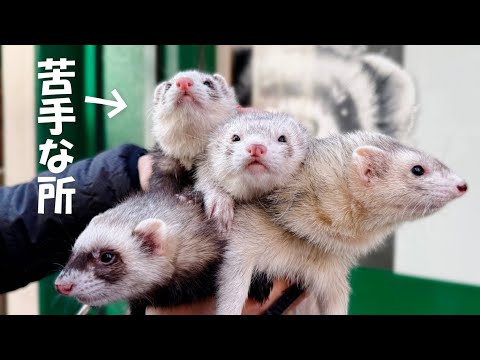 【フェレット友だち】うちの子達は内弁慶⁇外弁慶⁇【ferret#1704】