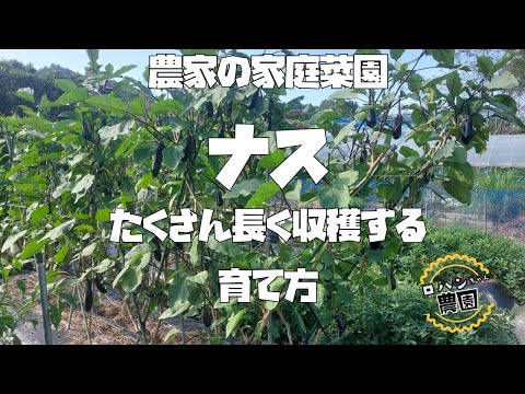 【有機】でも長くたくさん収穫できるナス栽培【農家の家庭菜園】【なす】【ナス育て方】