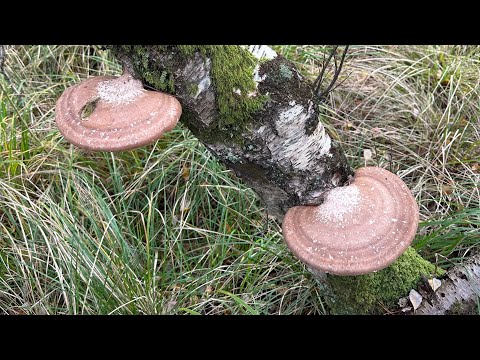 How to forage and make a birch poly pore medicinal tea in the forest !!!