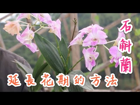 【天天小花農】石斛蘭，教你如何延長花期的方法，簡單又實用！