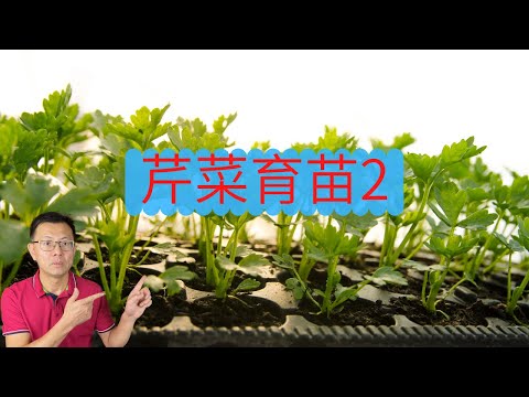 芹菜育苗8天就出苗了，看看我是怎么做的，出苗2-3天是什么样