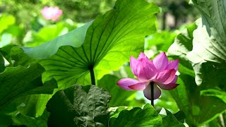 Sankei-en Garden in Summer | Japan Travel Guide