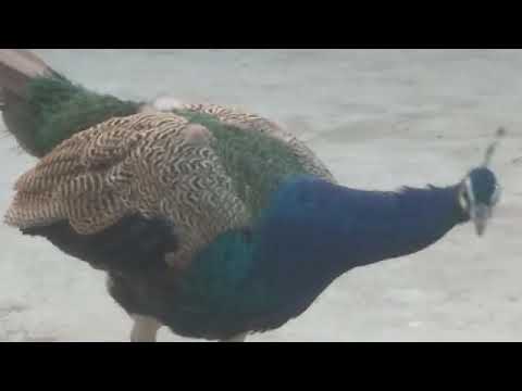 Bharat ka rashtriy pakshi mor peacock original video live