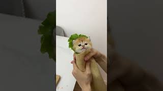 【牛奶是只猫】猫猫卷饼真好吃，食材没有浪费哦~