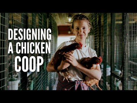 Designing a Chicken Coop: 10 Tips to Build it Easily