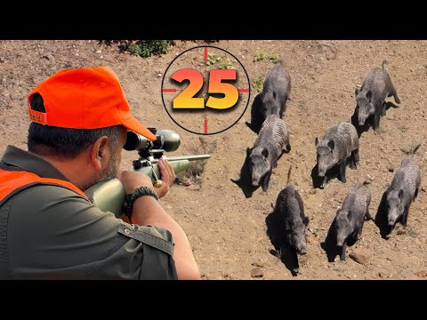 25 Perfect Shots in 14 Minutes | BEST Moments of WILD BOAR Hunts! 🐗