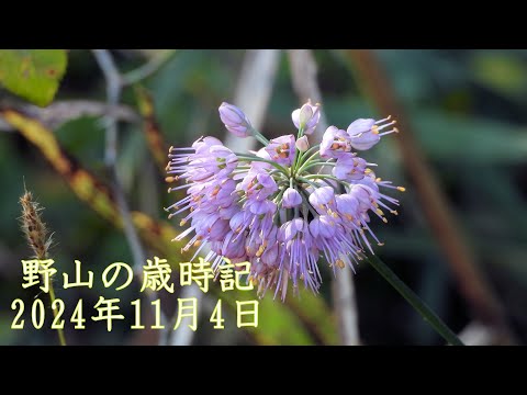 野山の歳時記　晩秋の山野草　2024年11月4日