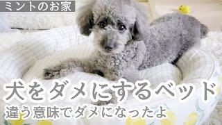 ミント⭐『犬をダメにするベッドで違う意味でダメになったよ』