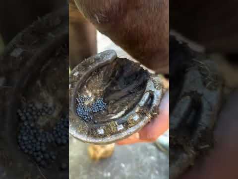 Treatment of Hoof Problems in Horse #horse