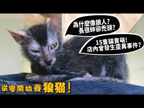 【從零開始養】狼貓!為什麼像狼人?長很帥卻禿頭?15隻貓賣萌!店內曾發生靈異事件?【許伯簡芝】Lykoi