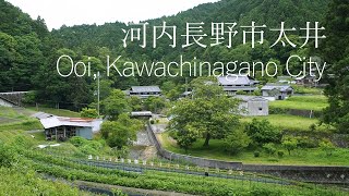 河内長野市　太井から小深　春の風景【田舎散歩】(大阪府)Spring scenery from Ooi to Kobuka, Kawachinagano City