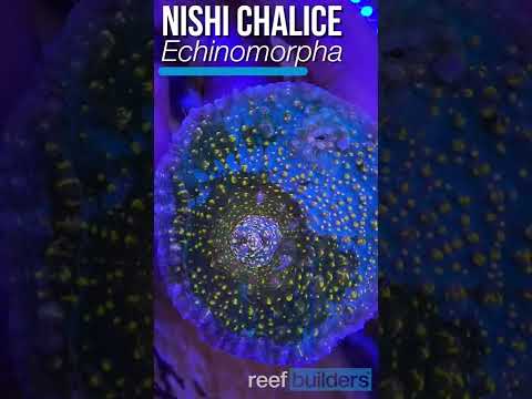 Premium Nishi Chalice (Echinomorpha) from Ultra Coral Australia