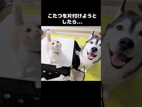 こたつを片付けようとしたら猫と犬が文句言いにきた...#shots