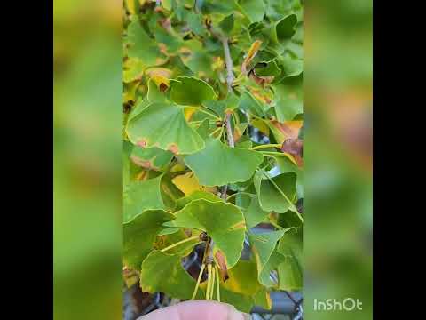 Harvest Ginkgo biloba now!