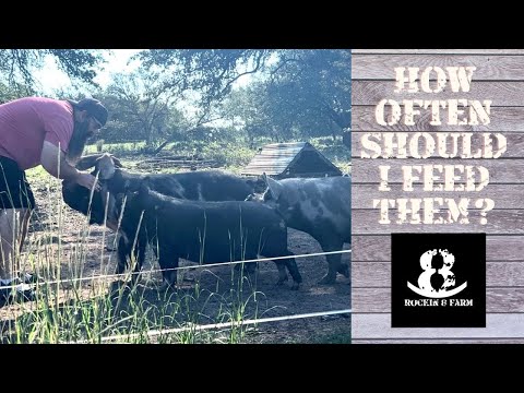 But Wouldn't It Be Easier | Central Texas Homestead