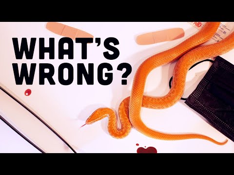 Snake Goes to Vet for Odd Symptom