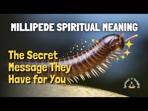 Millipede Spiritual Meaning – The Secret Message They Have for You