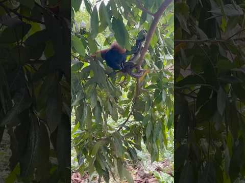 Bìm bịp bắt rắn trên cây #snake #youtubeshorts #fruit #roostercrow #satisfying #roostercrowing