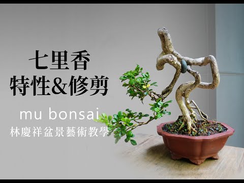 夏∣七里香的特性與修剪 ◤林慶祥盆景藝術教學◢ Bonsai in Taiwan / Murraya paniculata