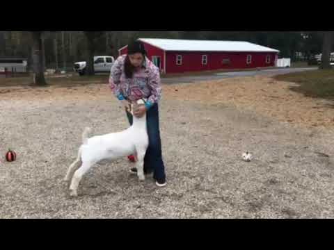 2020 4-H Farm Credit Virtual Showmanship Circuit Show #5 Goat Video Of The Week Hattie Jo Powell