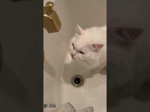 猫は水道の水が気になります！