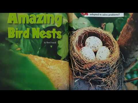 Amazing Bird Nests - Grade 3 - Reading Street - The Stepping Stone Kids