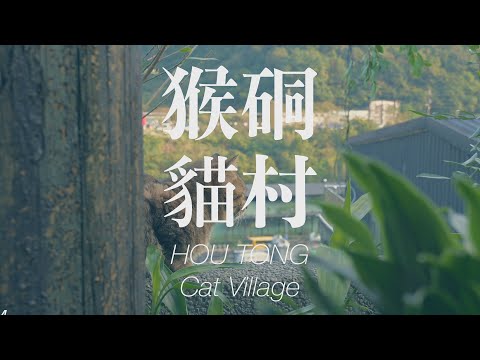 Visit the Cat Village in Houtong and the famous Keelung Night Market | Harley 883N