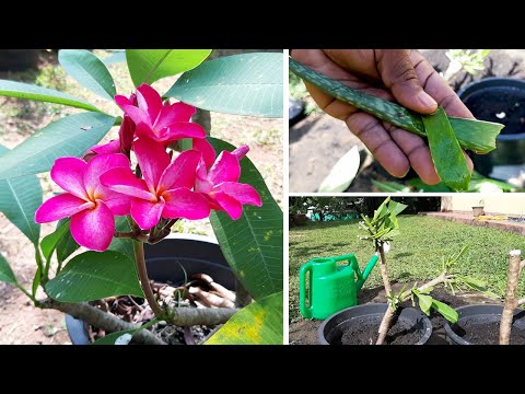 How to grow Plumeria from cuttings / Learn Gardening