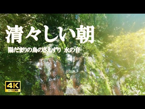 清々しい朝：鳥のさえずり、水の音、陽だまり / 活力向上、リラクゼーション【自然音,ASMR,4K,relaxing nature sounds】