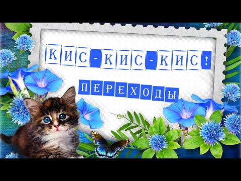 Кис - кис - кис Переходы Любимые котики