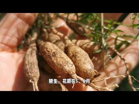 天门冬的用途和养护方法