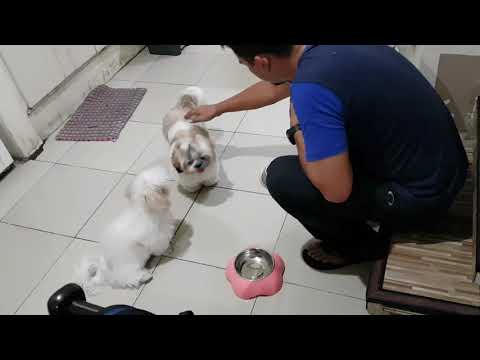 SHIH TZU - Aki and Zoe