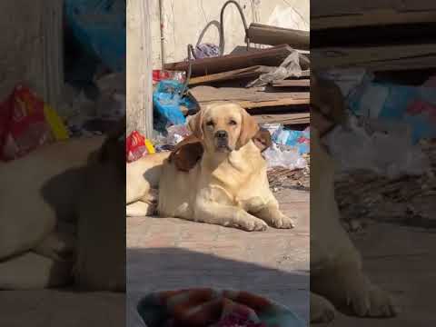 बंदर व कुत्ते में दोस्ती 🌹♥️#youtubevideo